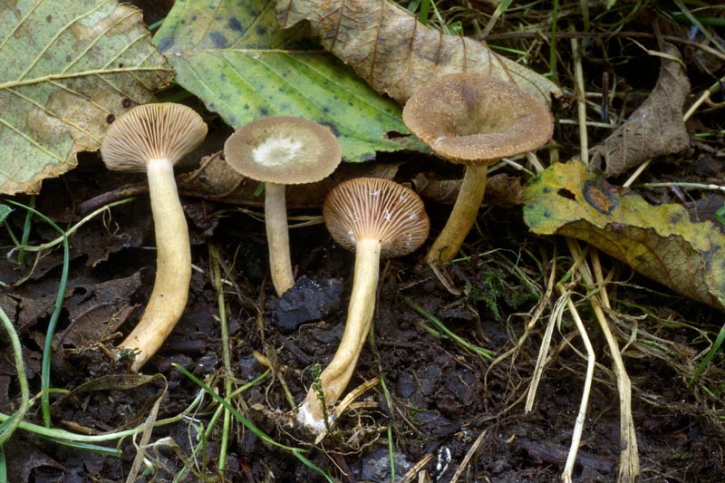 Lactarius occidentalis